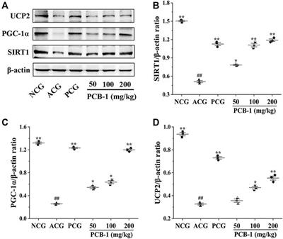 Polysaccharides From Pogostemon cablin (Blanco) Benth.: Characterization and Antioxidant Activities